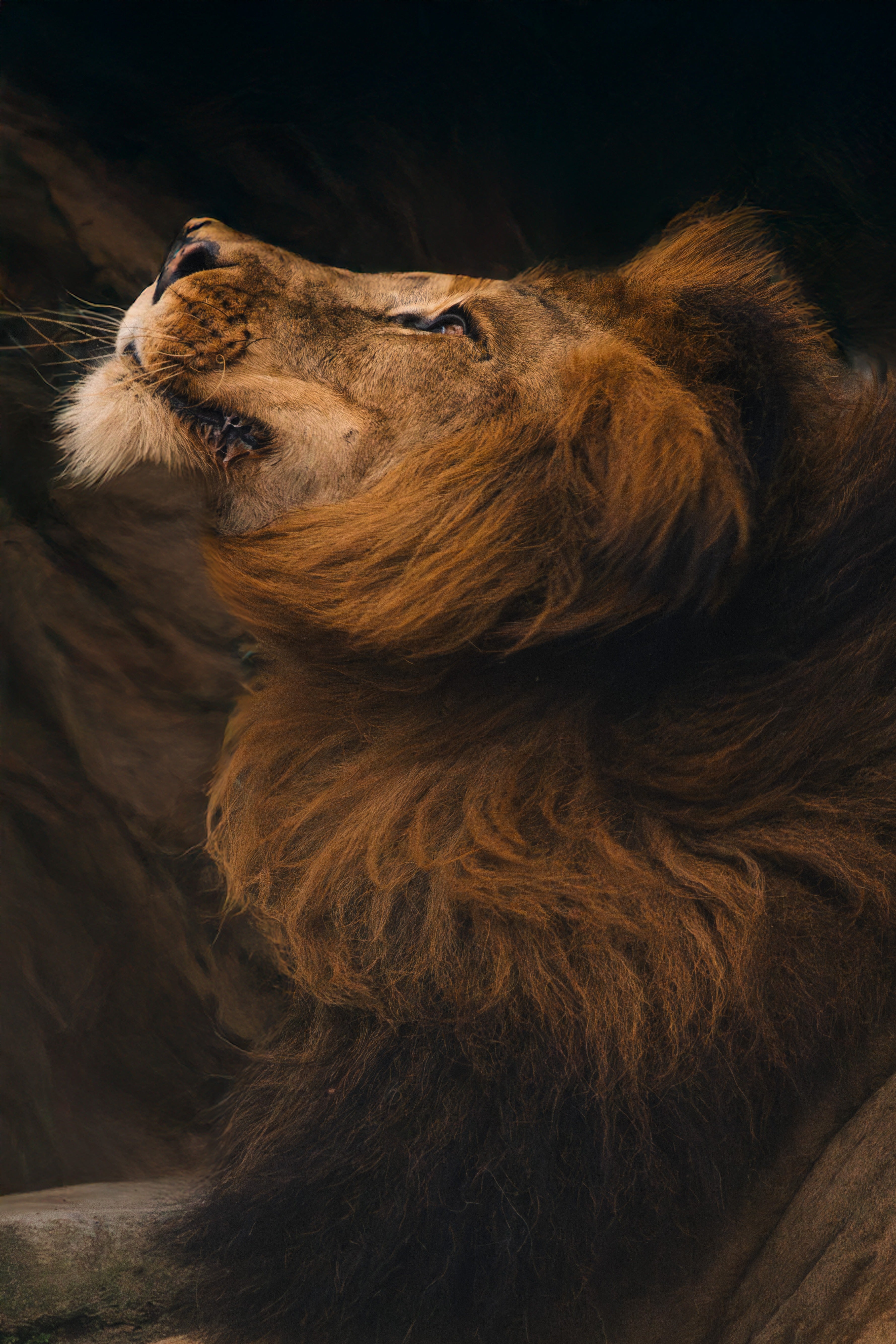 Lion Profile