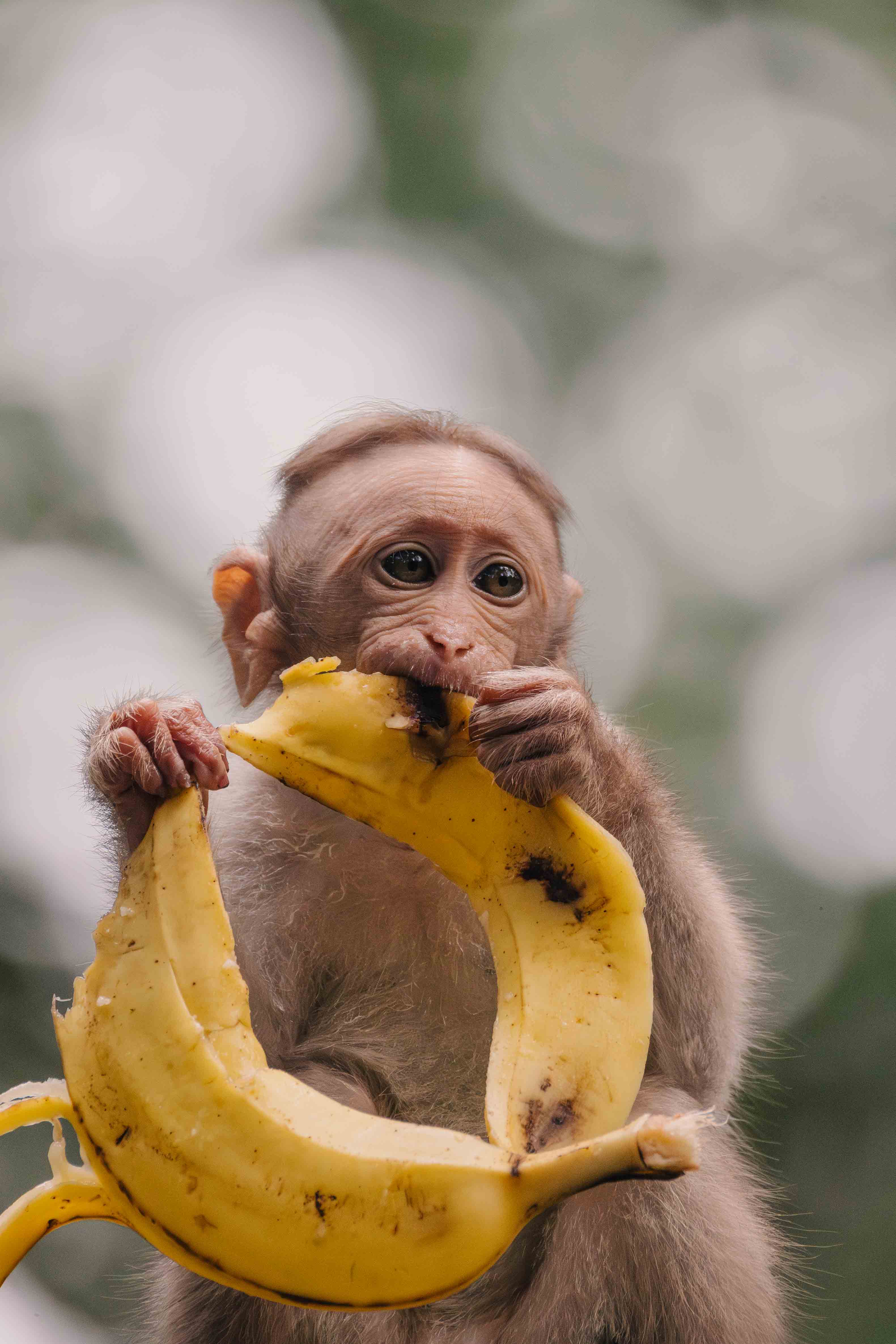 Baby Monkey