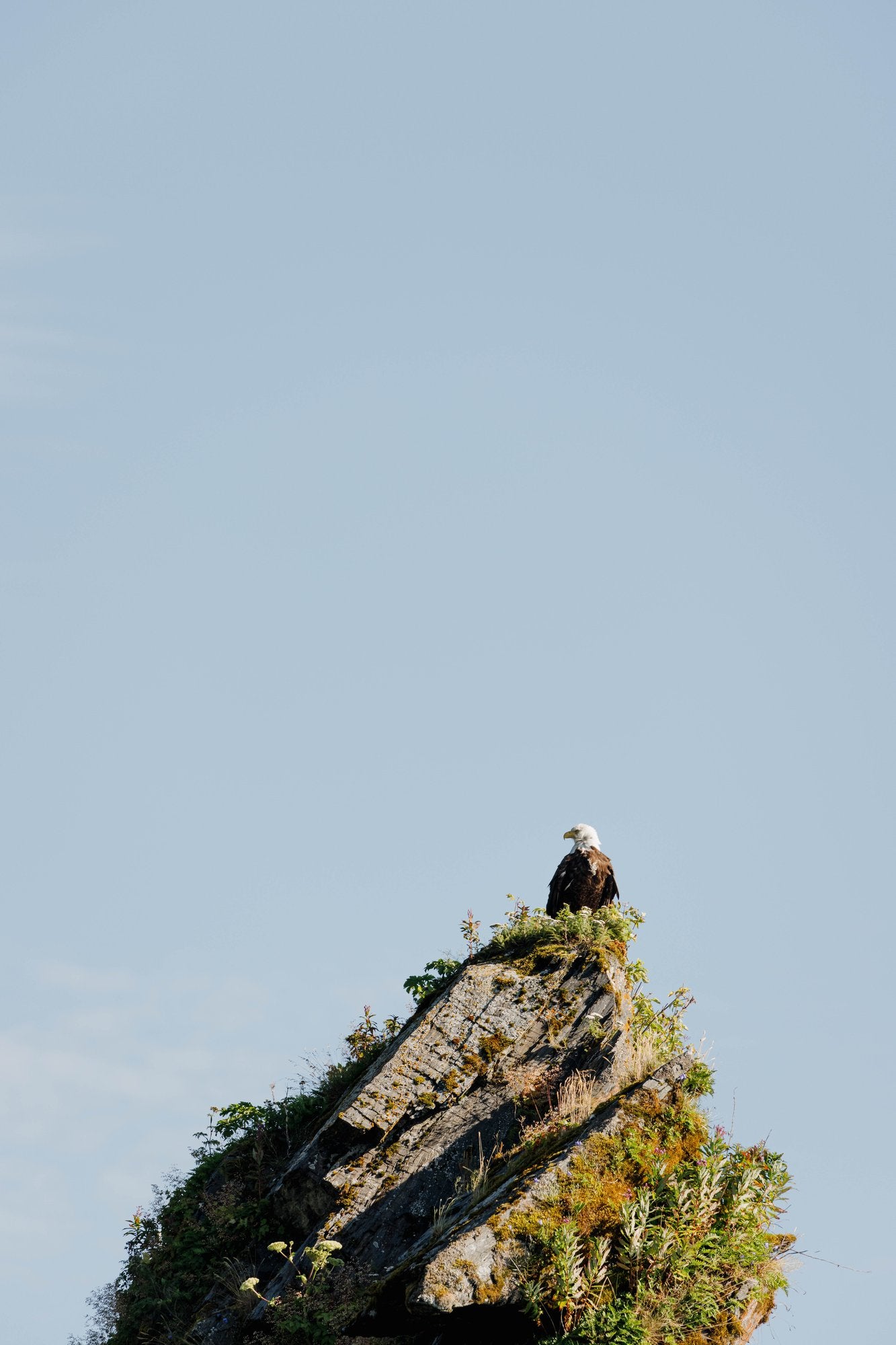 Bald Eagle Perched on Cliff