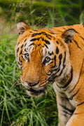 Bengal Tiger in the Grass