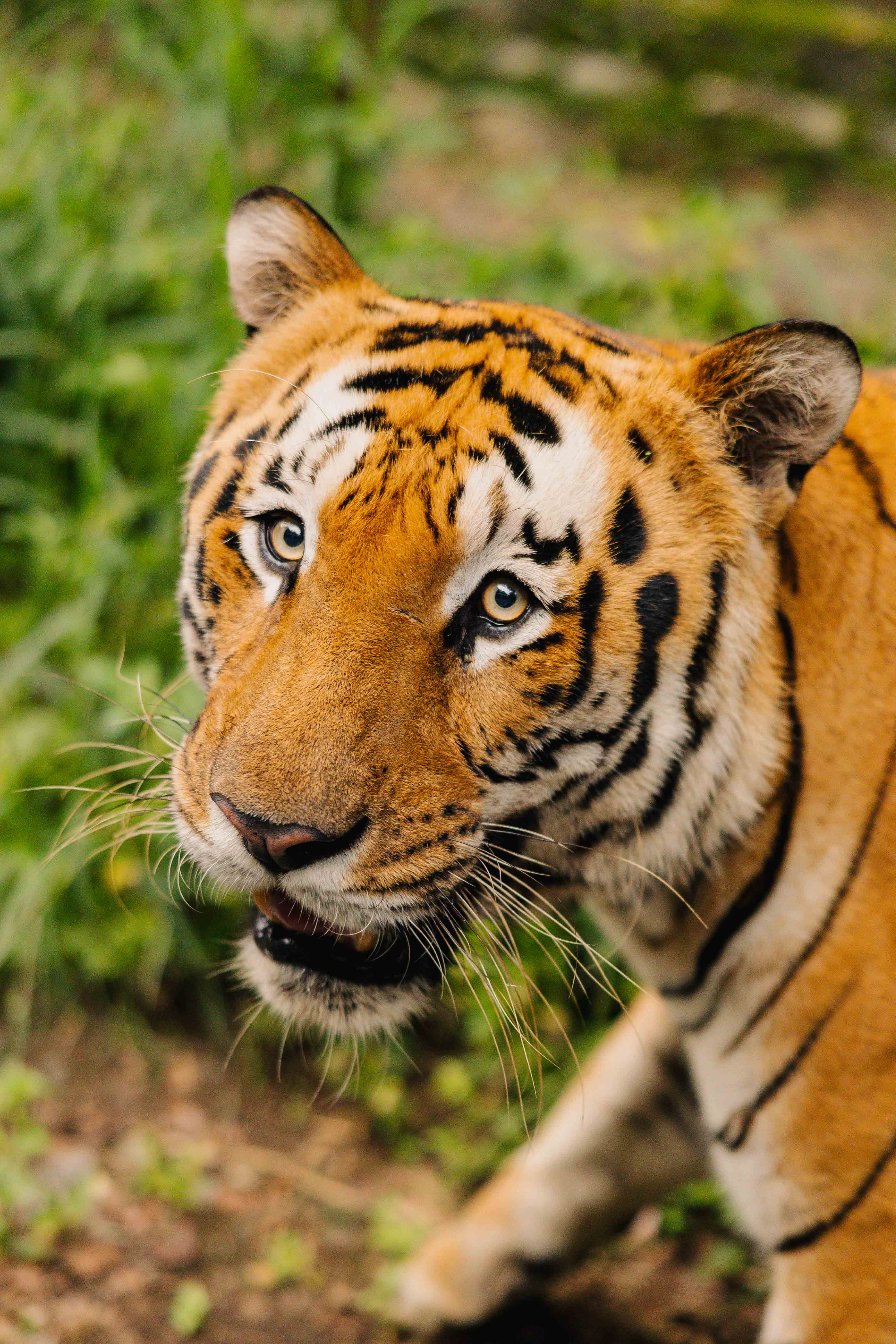 Bengal Tiger Looking Up