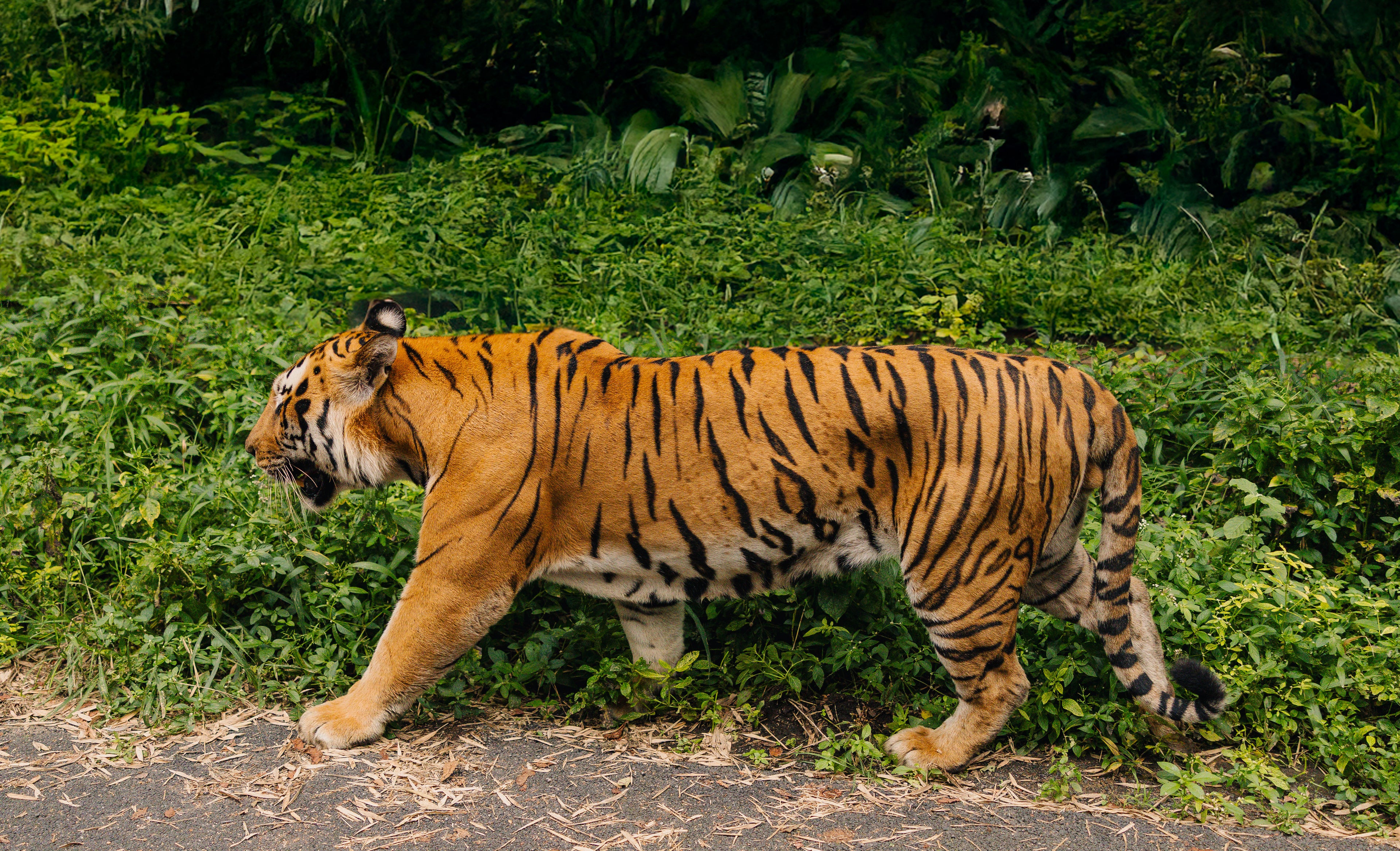 Bengal Tiger in Stride