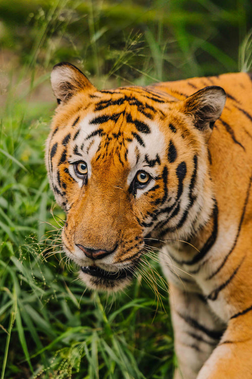 Bengal Tiger I