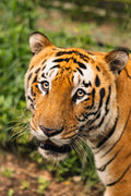 Bengal Tiger II
