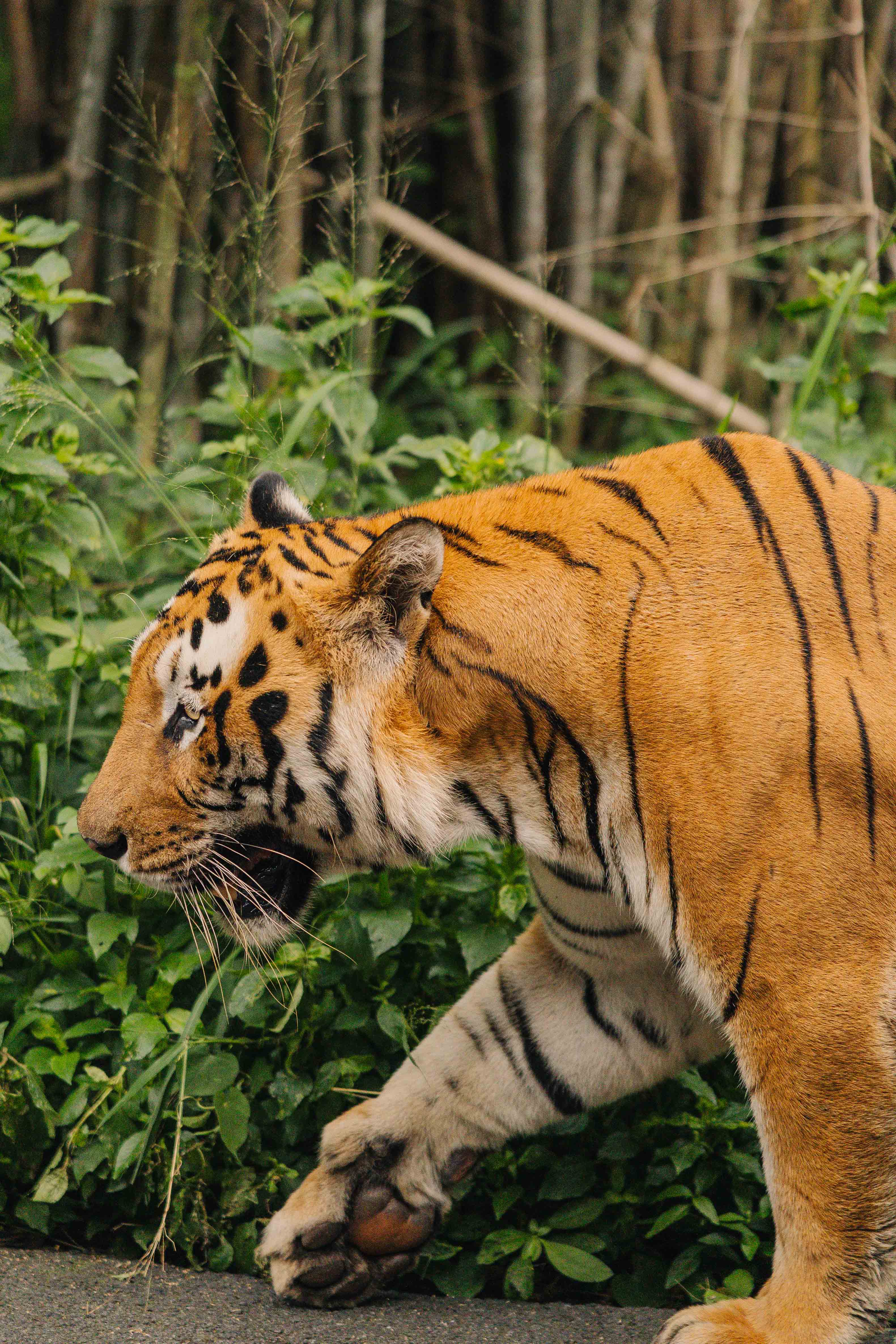 Bengal Tiger Prowling