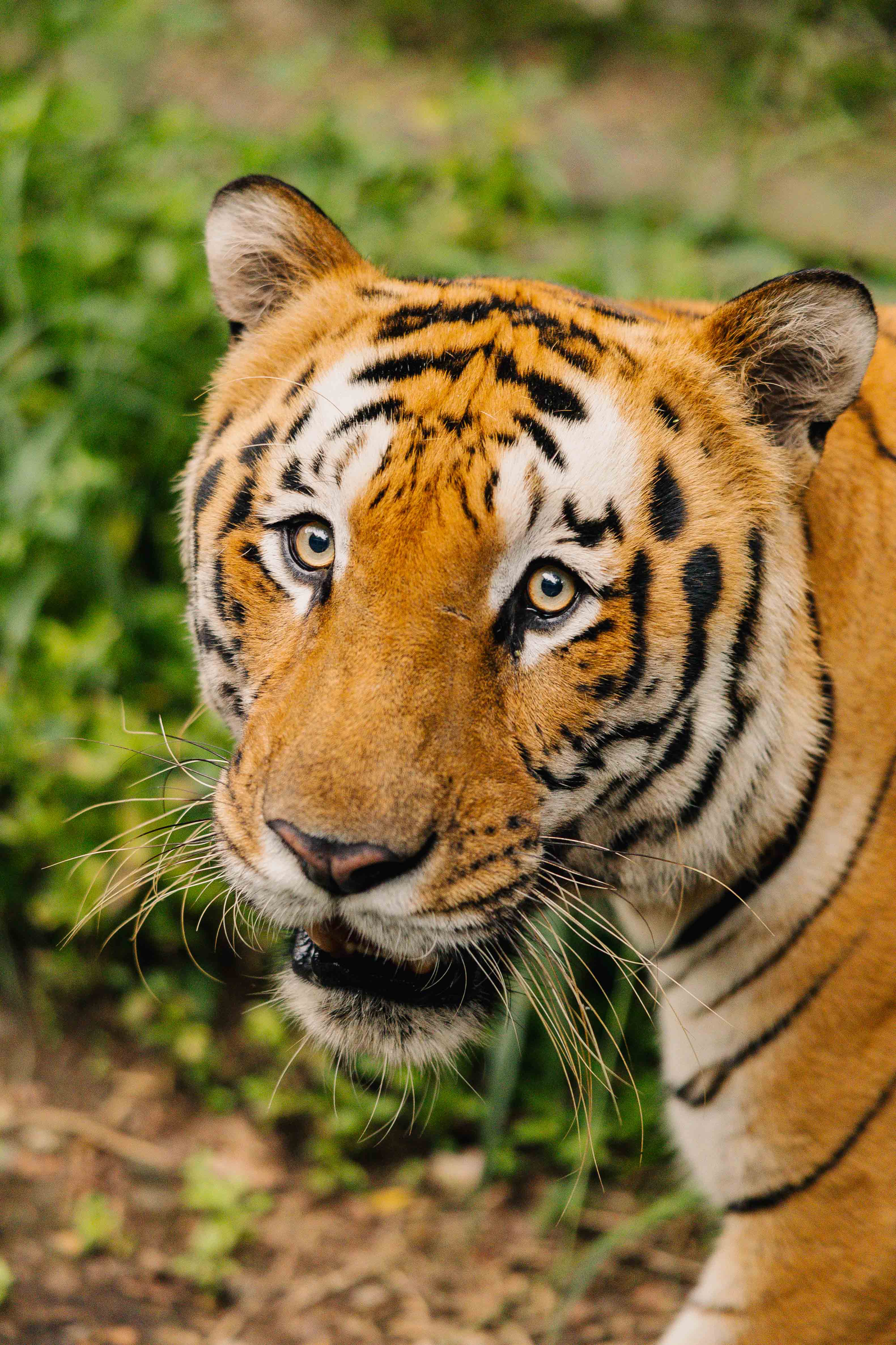 Bengal Tiger Portrait