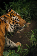 Bengal Tiger in Profile
