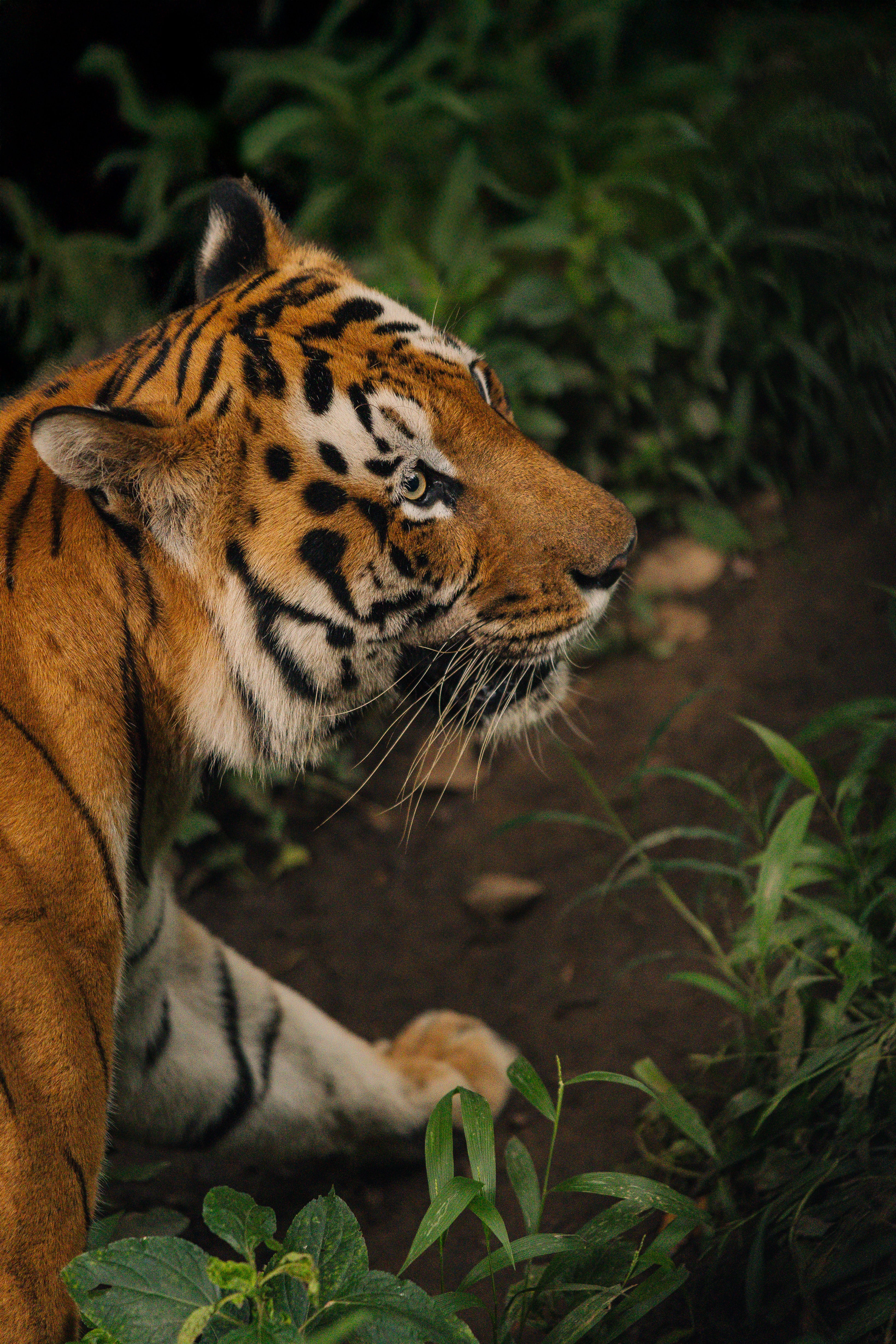 Bengal Tiger in Profile