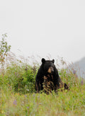 Black Bear in Wildflowers II
