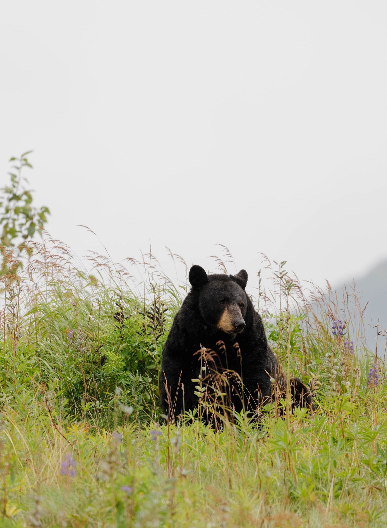 Black Bear in Wildflowers II