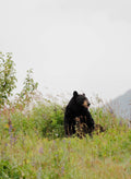 Black Bear in Wildflowers III