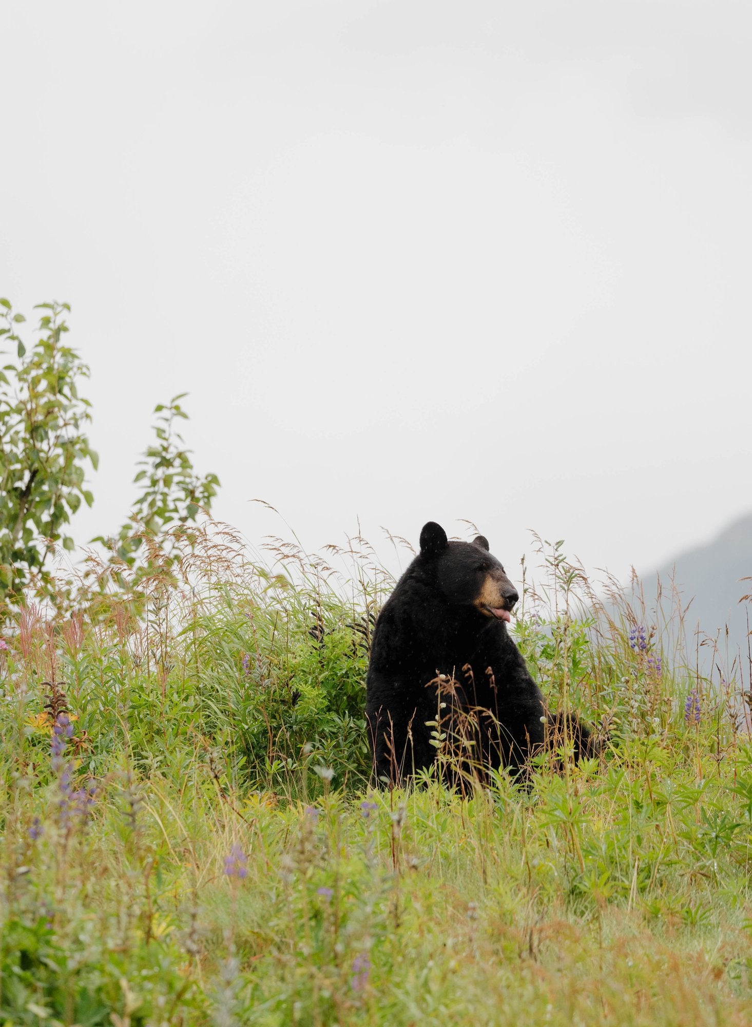 Black Bear in Wildflowers III