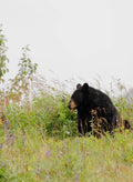 Black Bear in Wildflowers