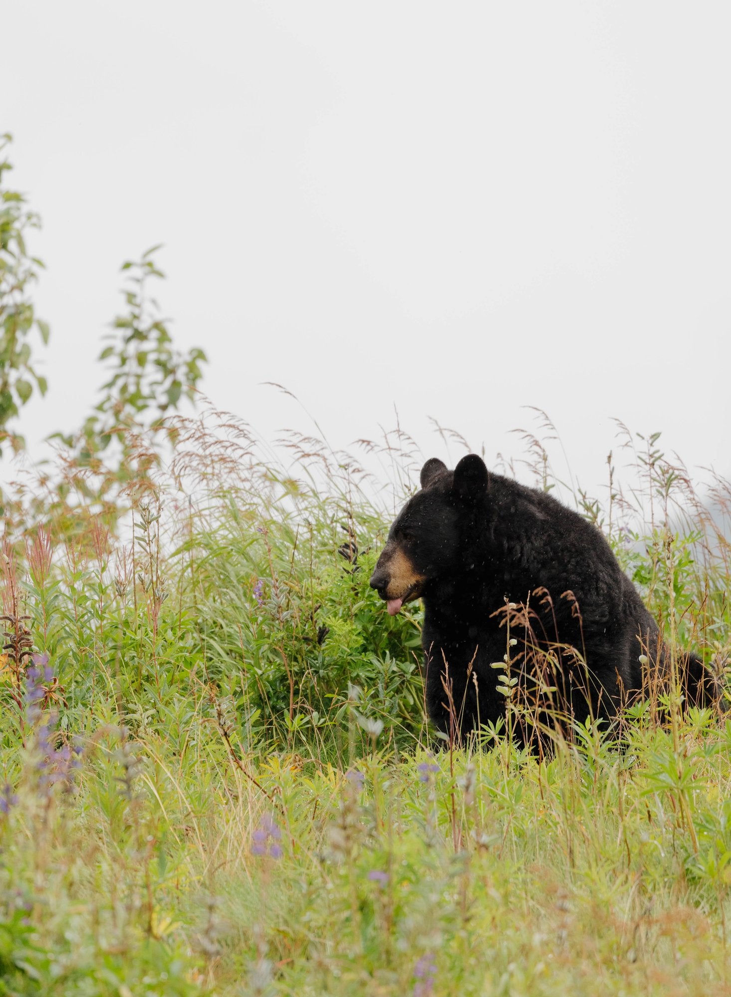 Black Bear in Wildflowers