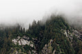 Coastal Forest