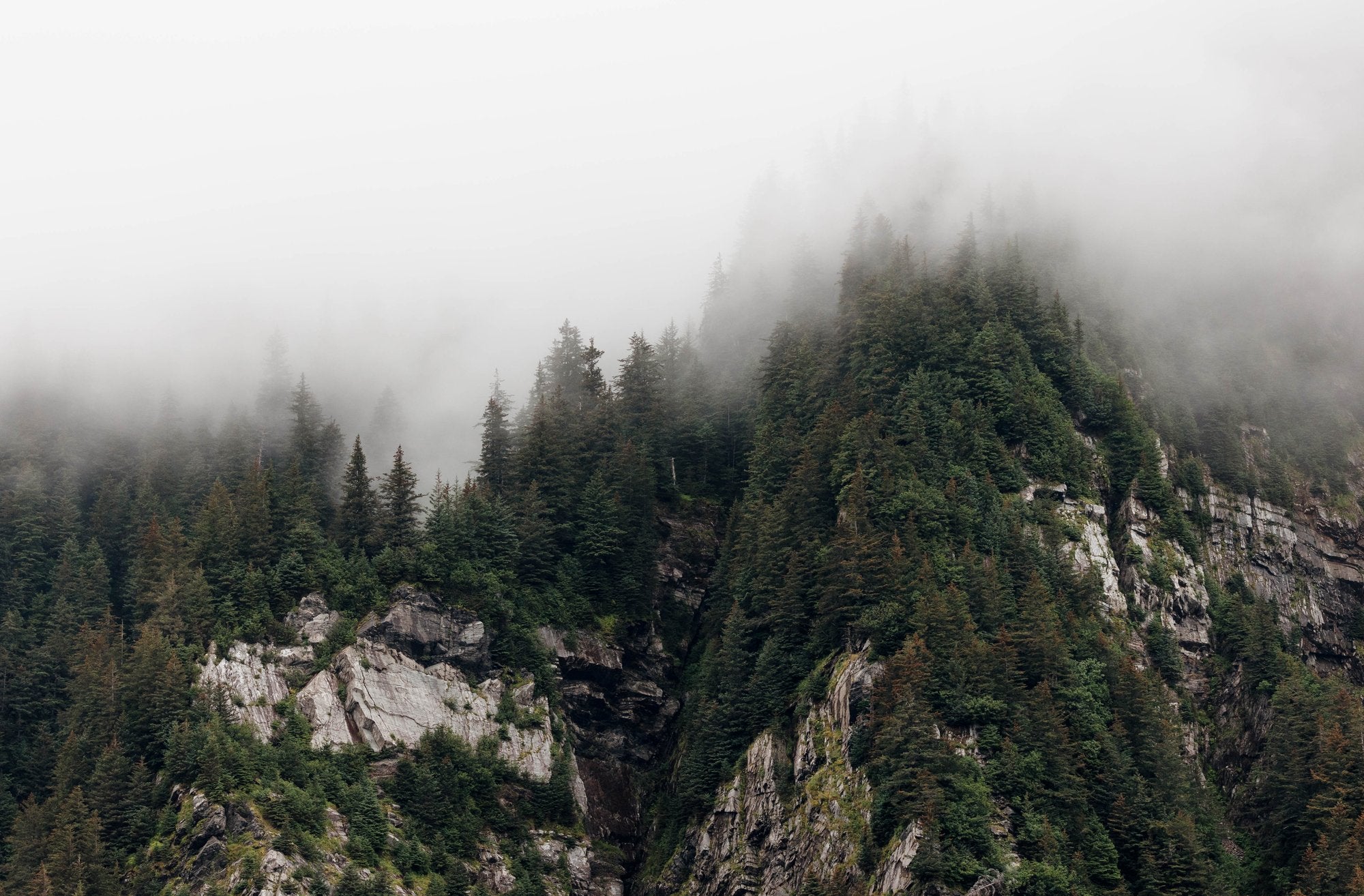 Coastal Forest