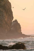 Cormorants on the Rock