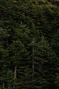 Eagle in Vast Forest
