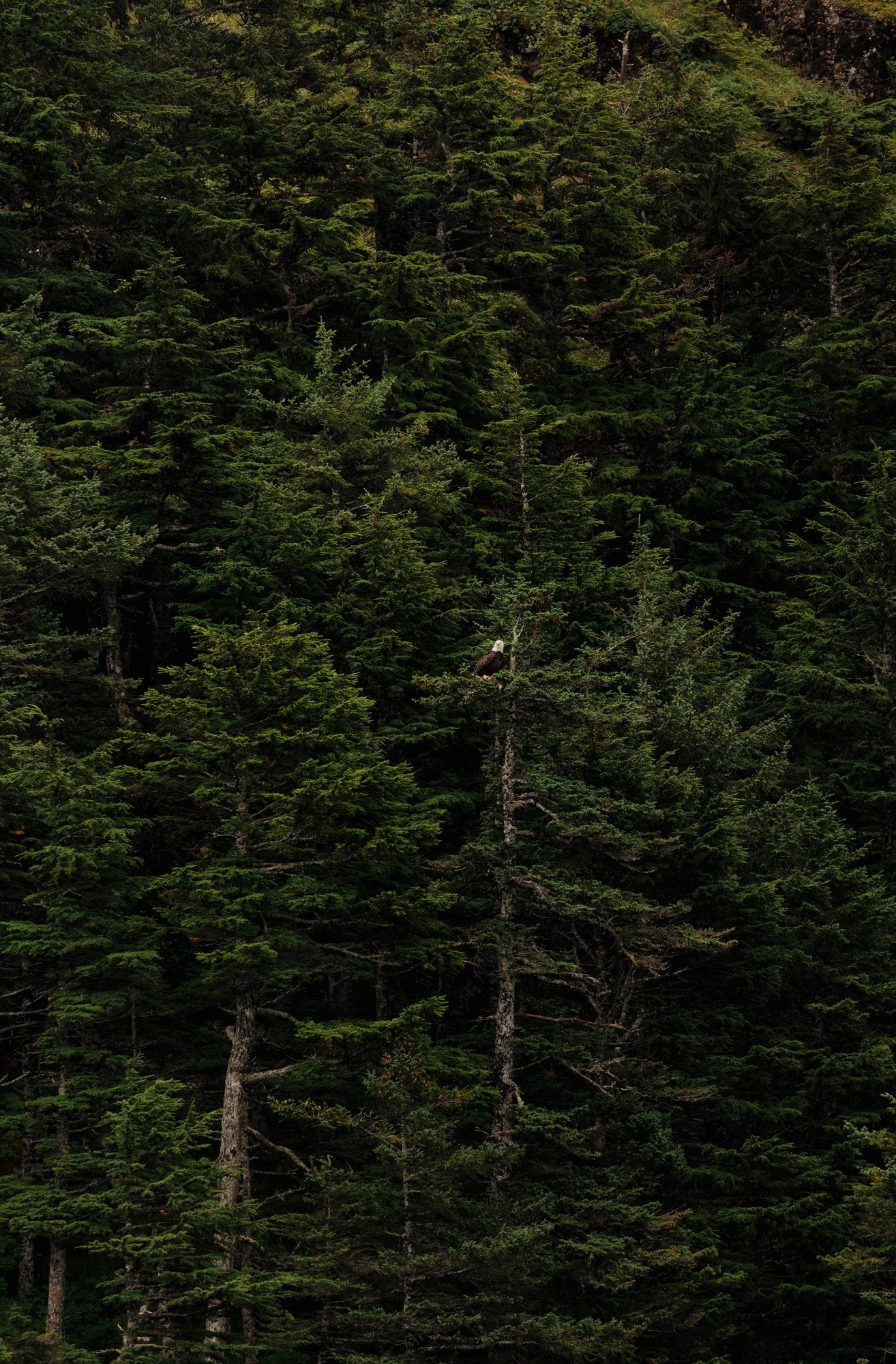 Eagle in Vast Forest