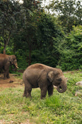 Elephants