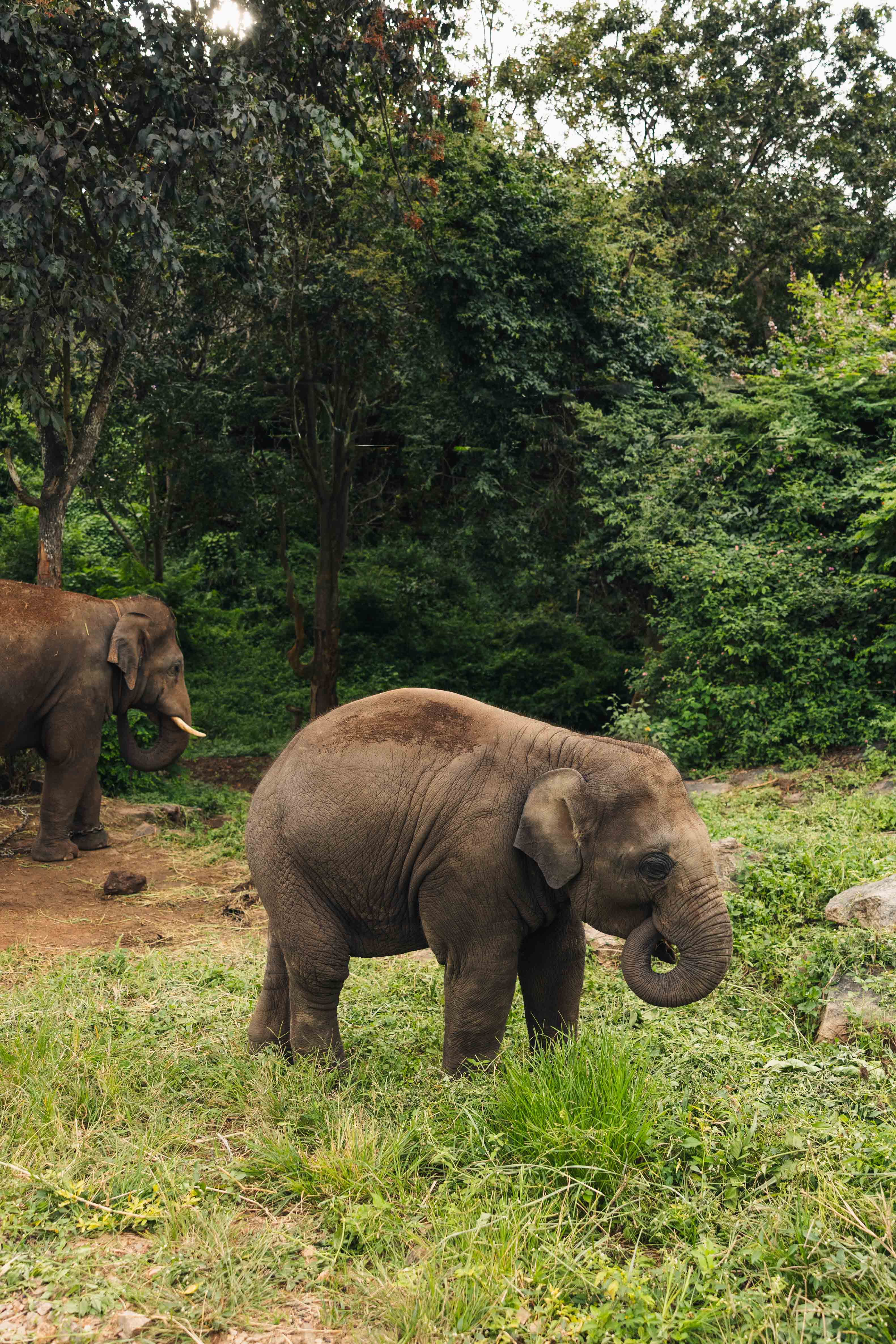 Elephants