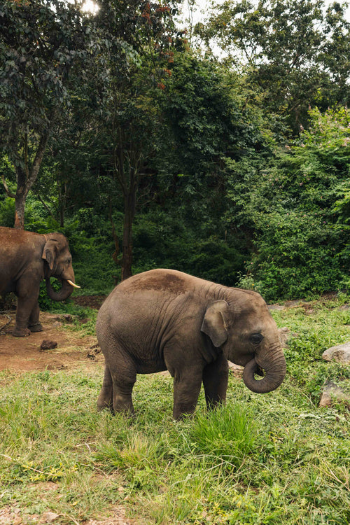 Elephants