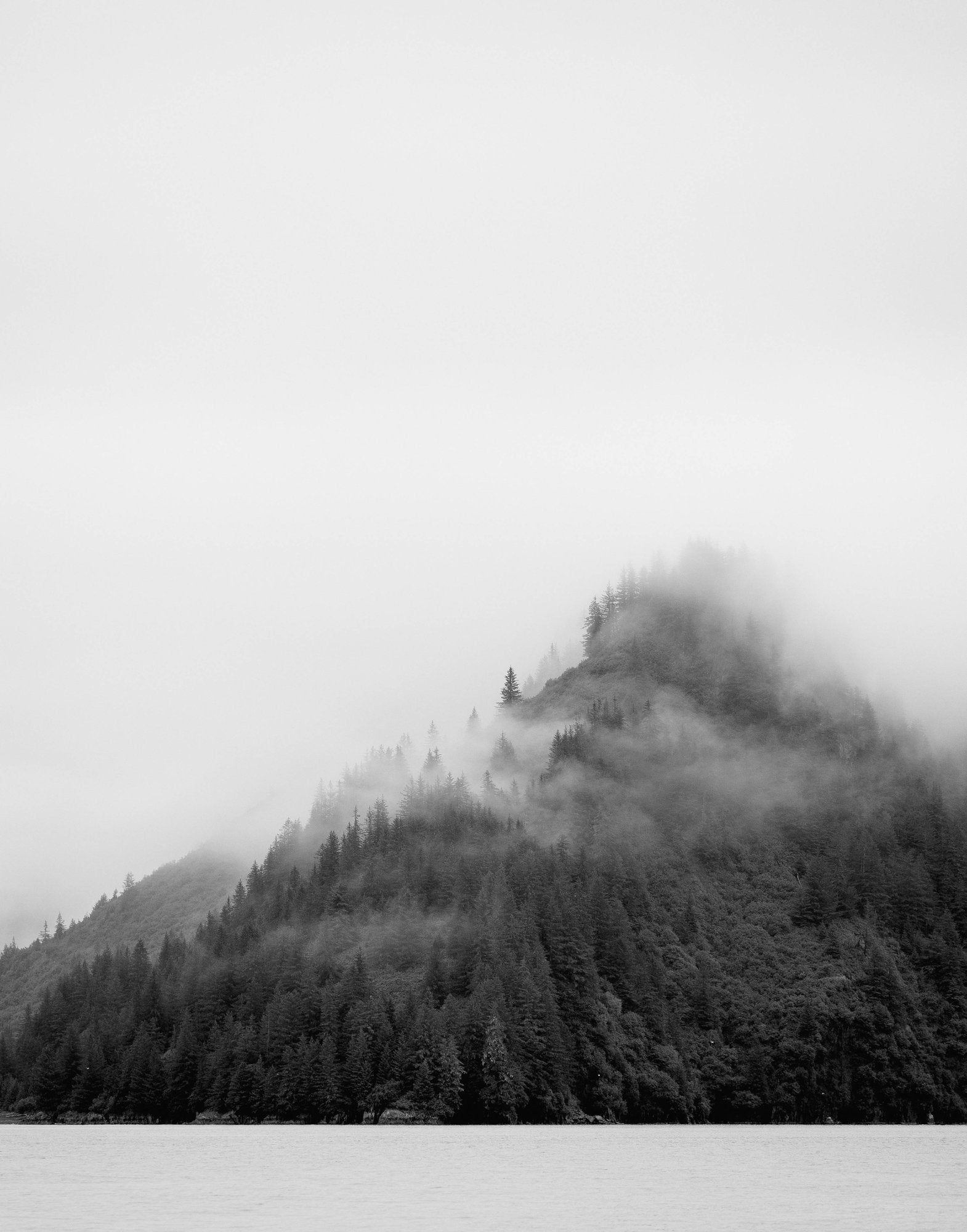 Fog Through Trees B&W