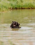 Grizzly Bear Eating Salmon