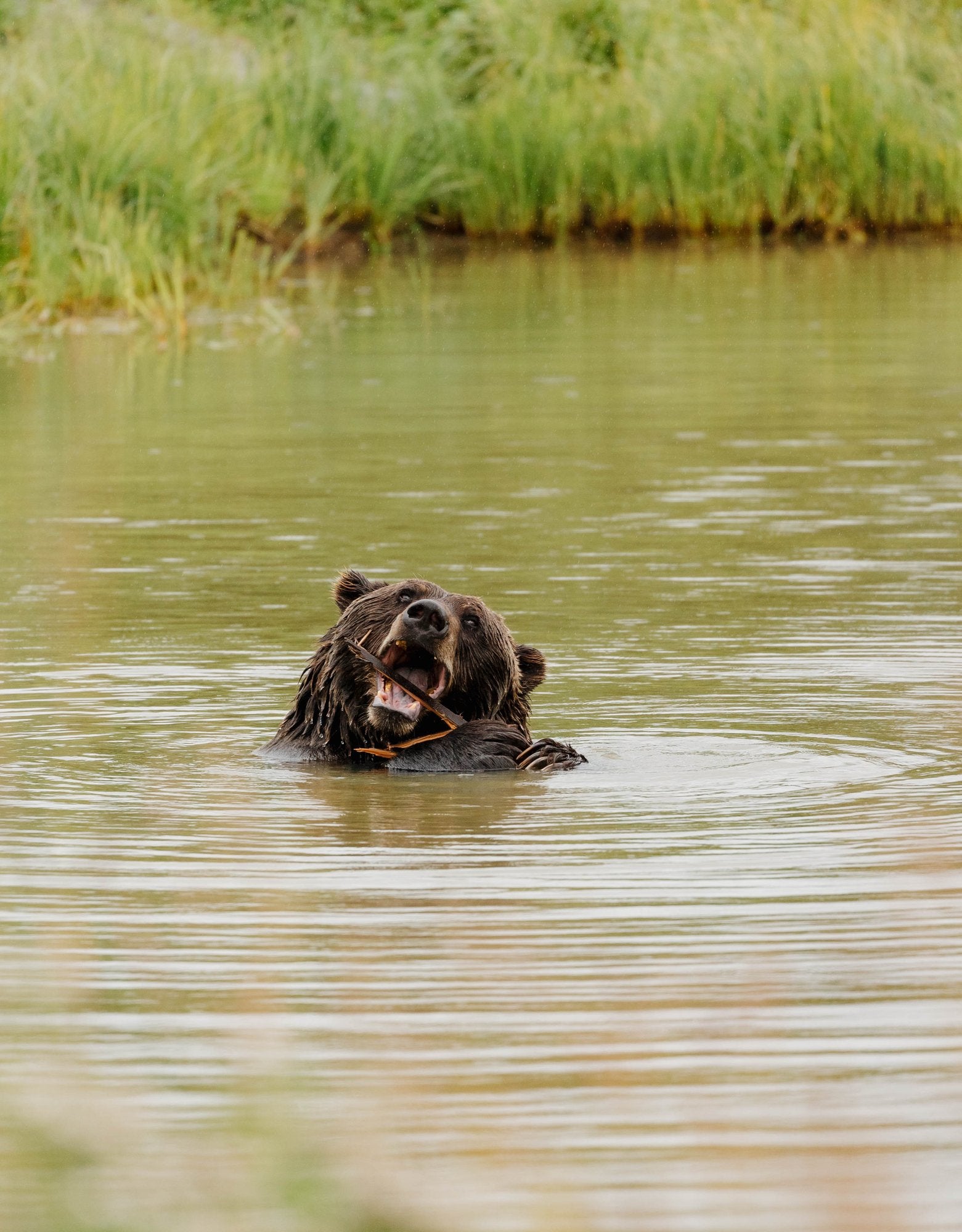 Grizzly Bear Eating Salmon