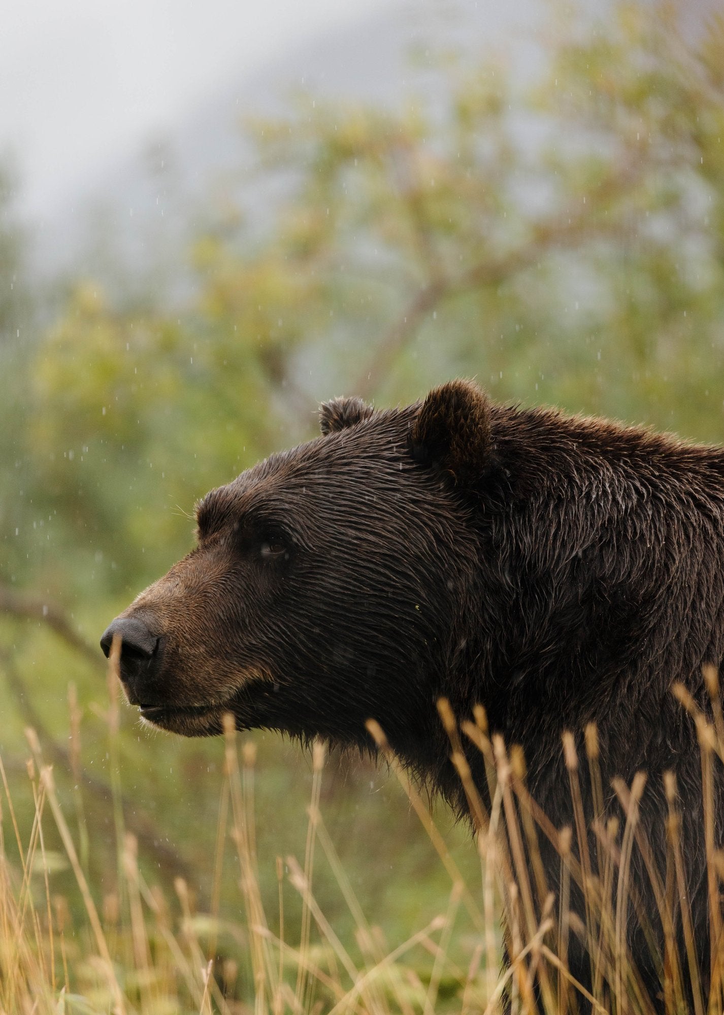 Grizzly Bear in Meadow