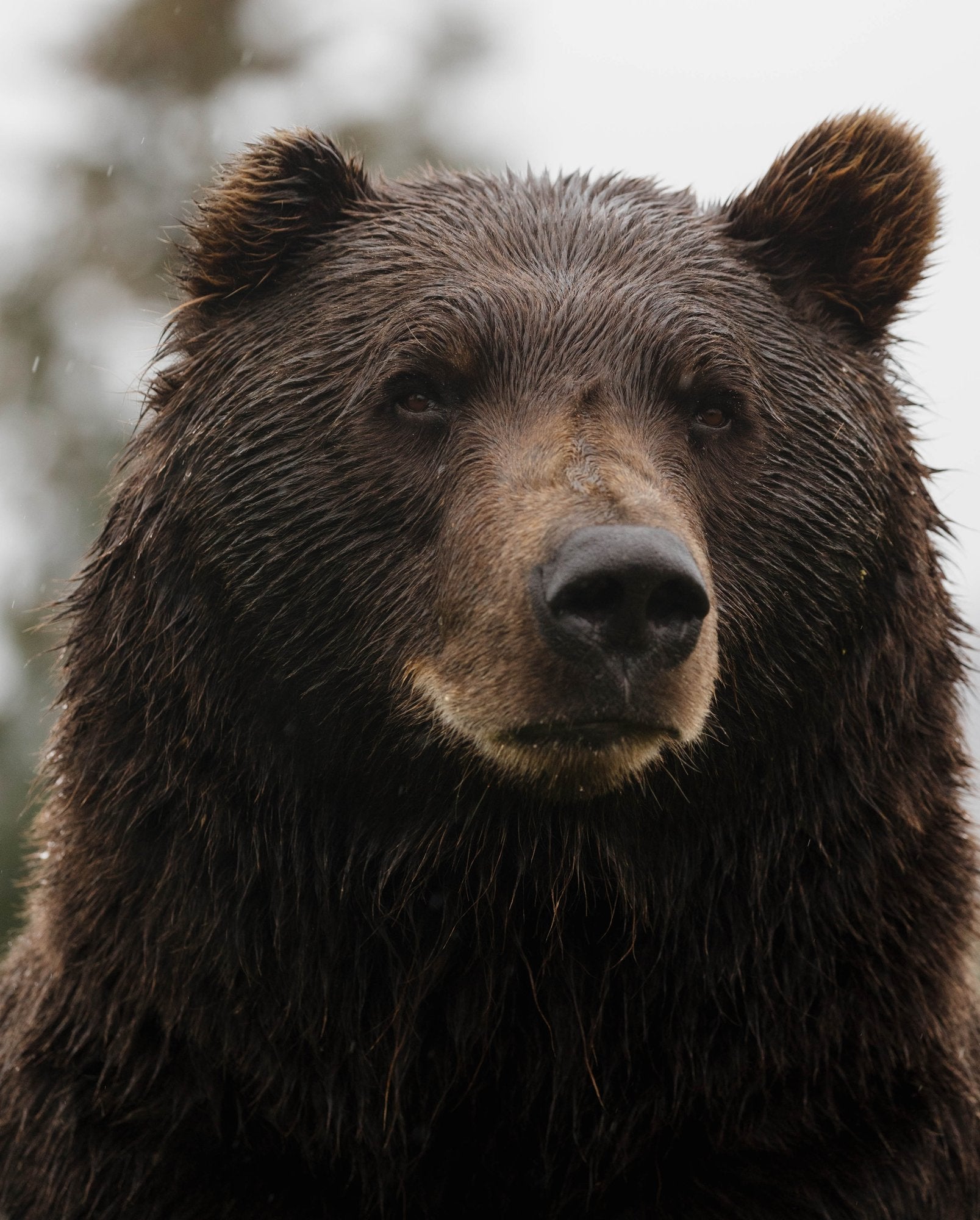 Grizzly Bear Portrait