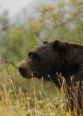 Grizzly Bear Profile in Dry Grass