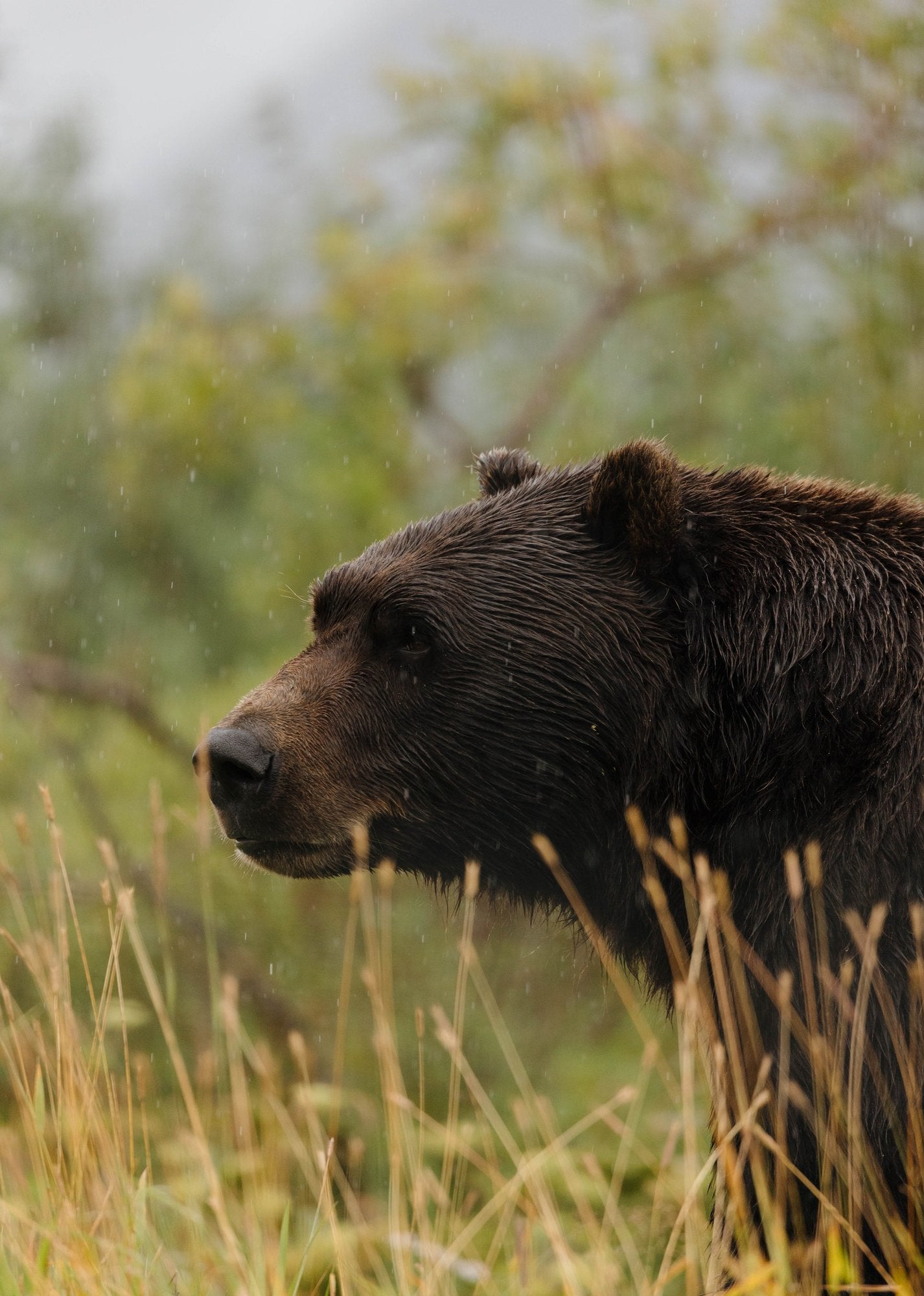 Grizzly Bear Profile in Dry Grass