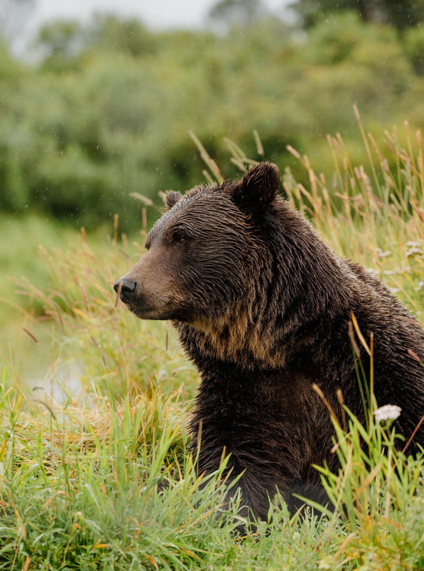Grizzly Bear Sitting in Grass
