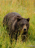 Grizzly Bear Walking Through Grass