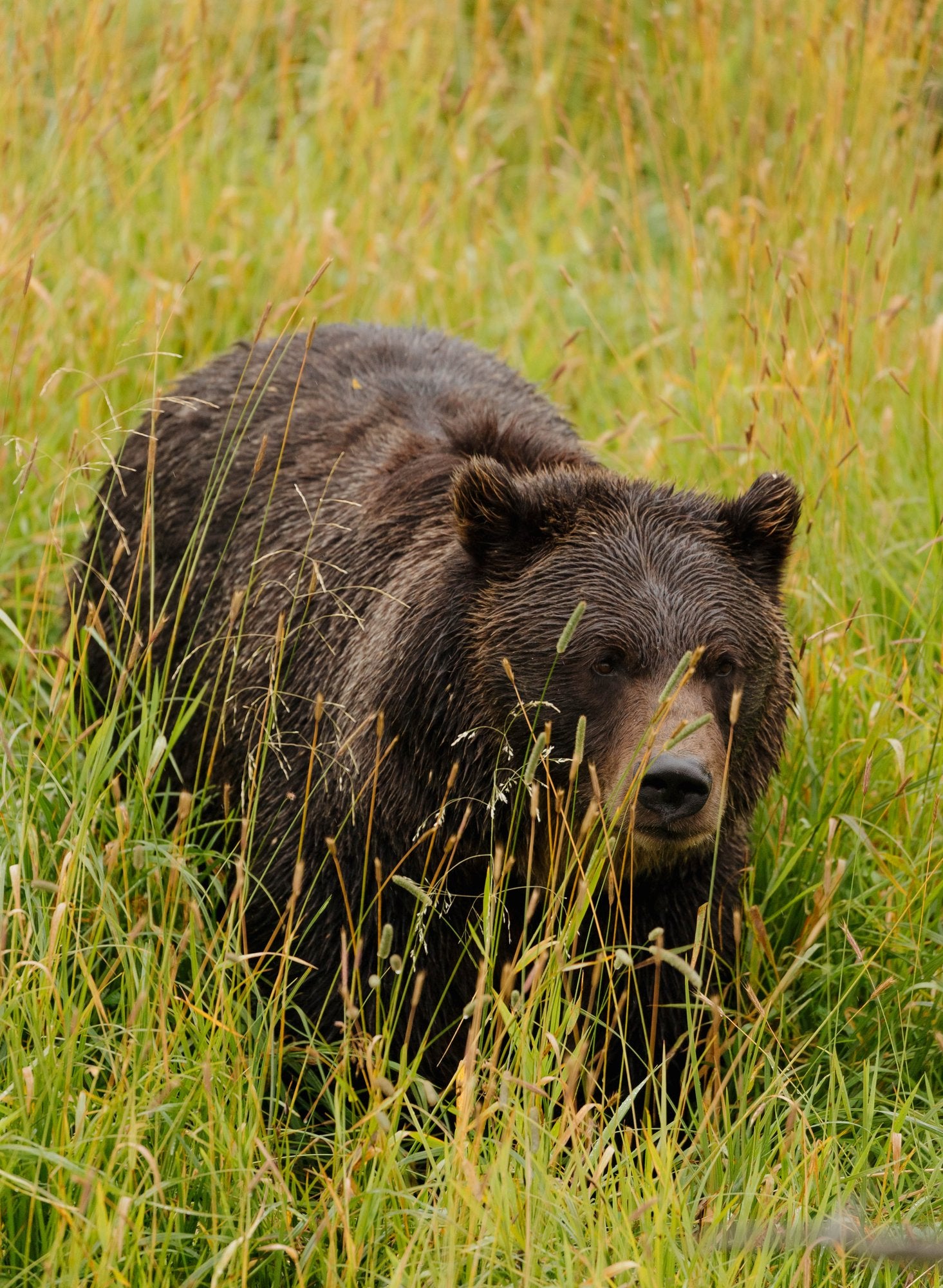 Grizzly Bear Walking Through Grass