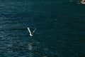 Gull in Flight Over Water