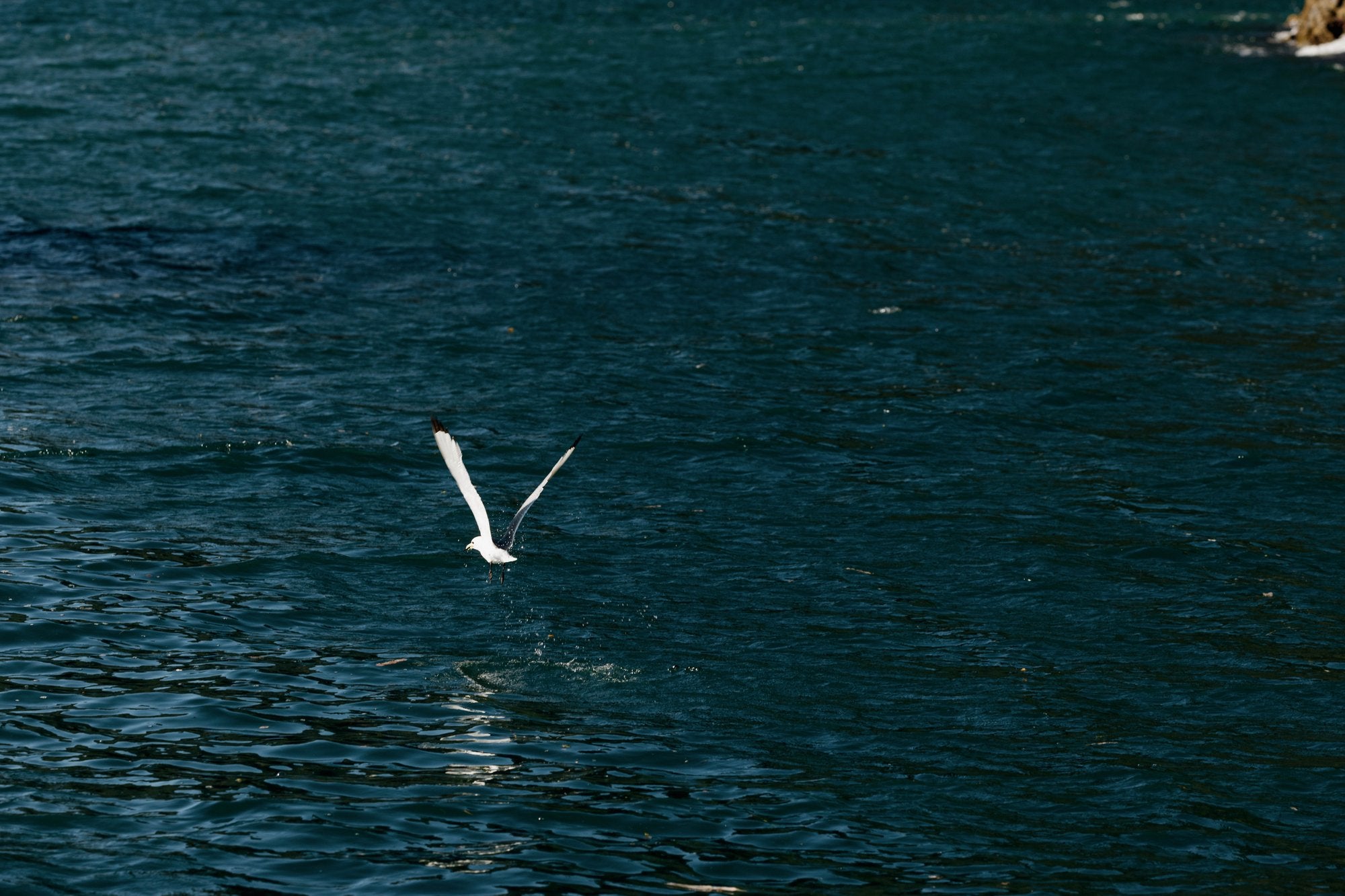 Gull in Flight Over Water