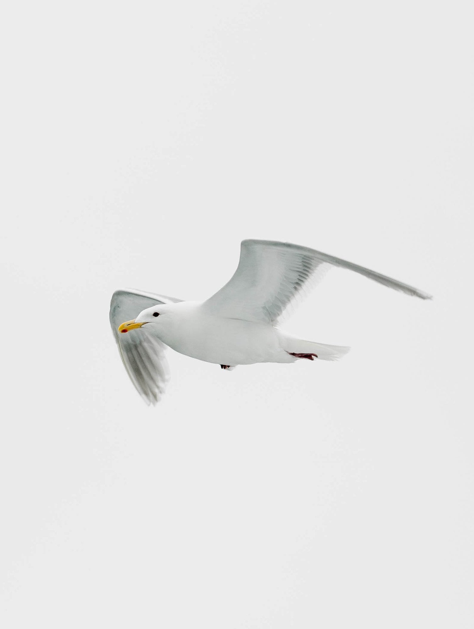 Gull in Flight