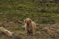 Highland Calf