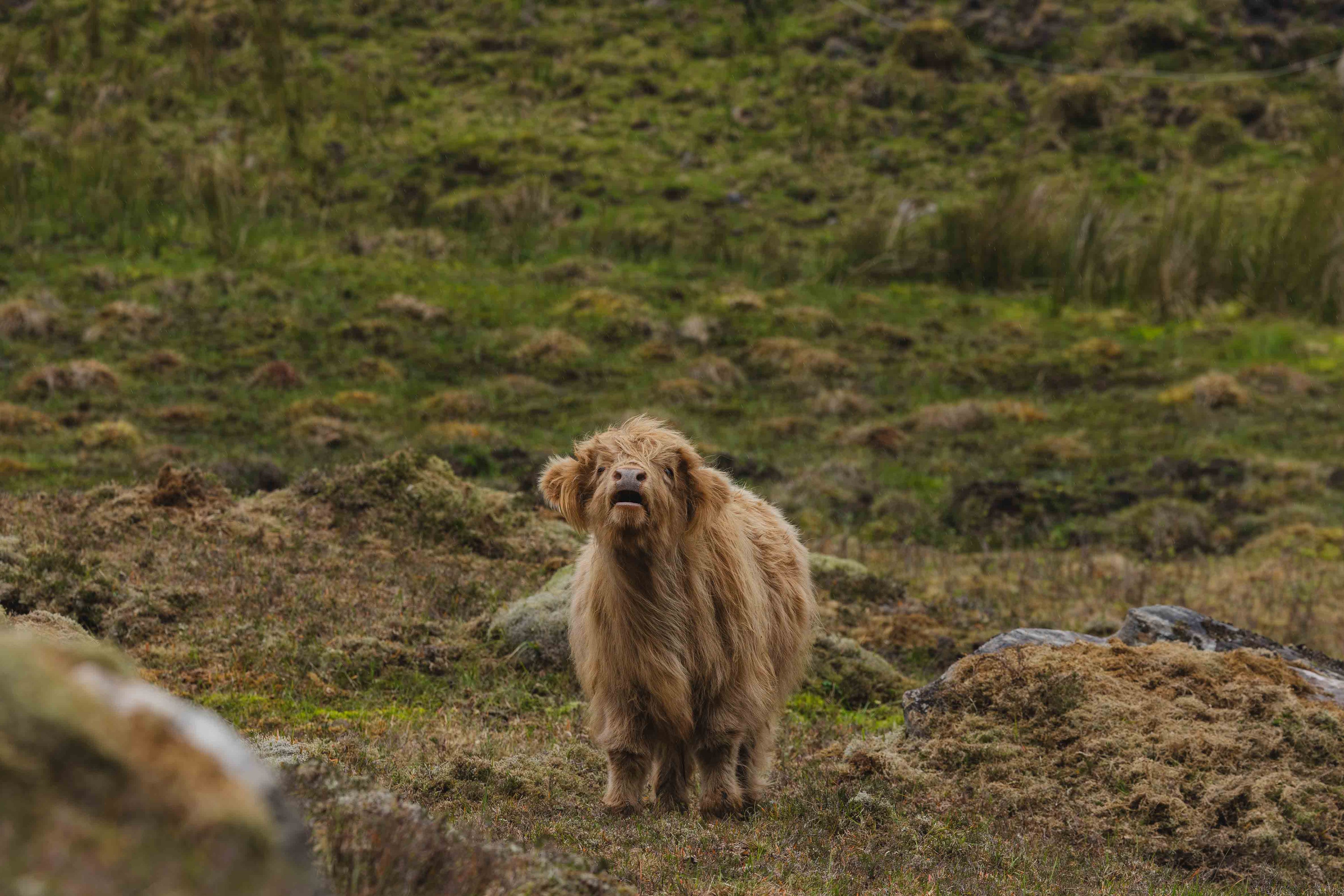 Highland Calf