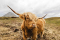 Highland Cow