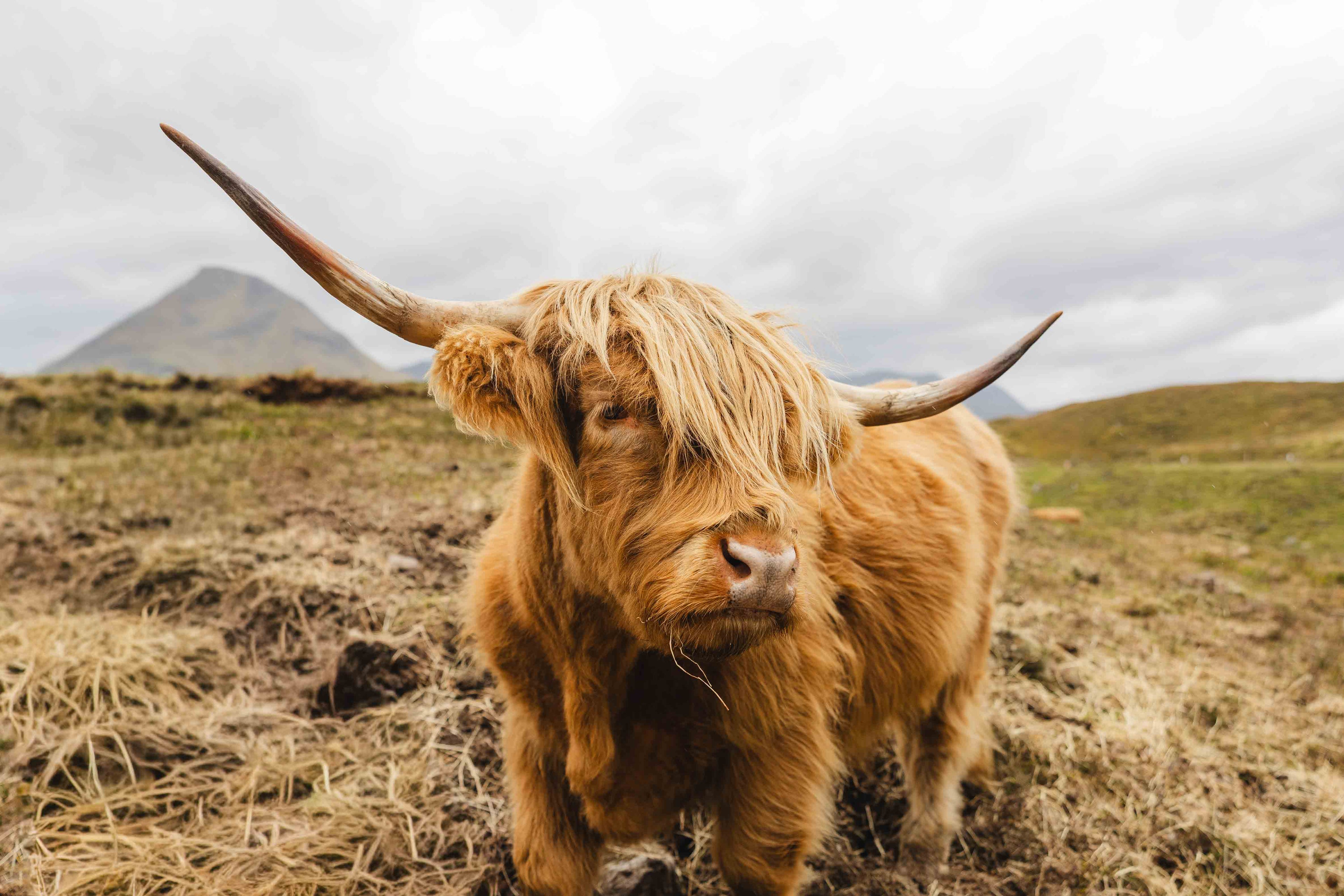 Highland Cow