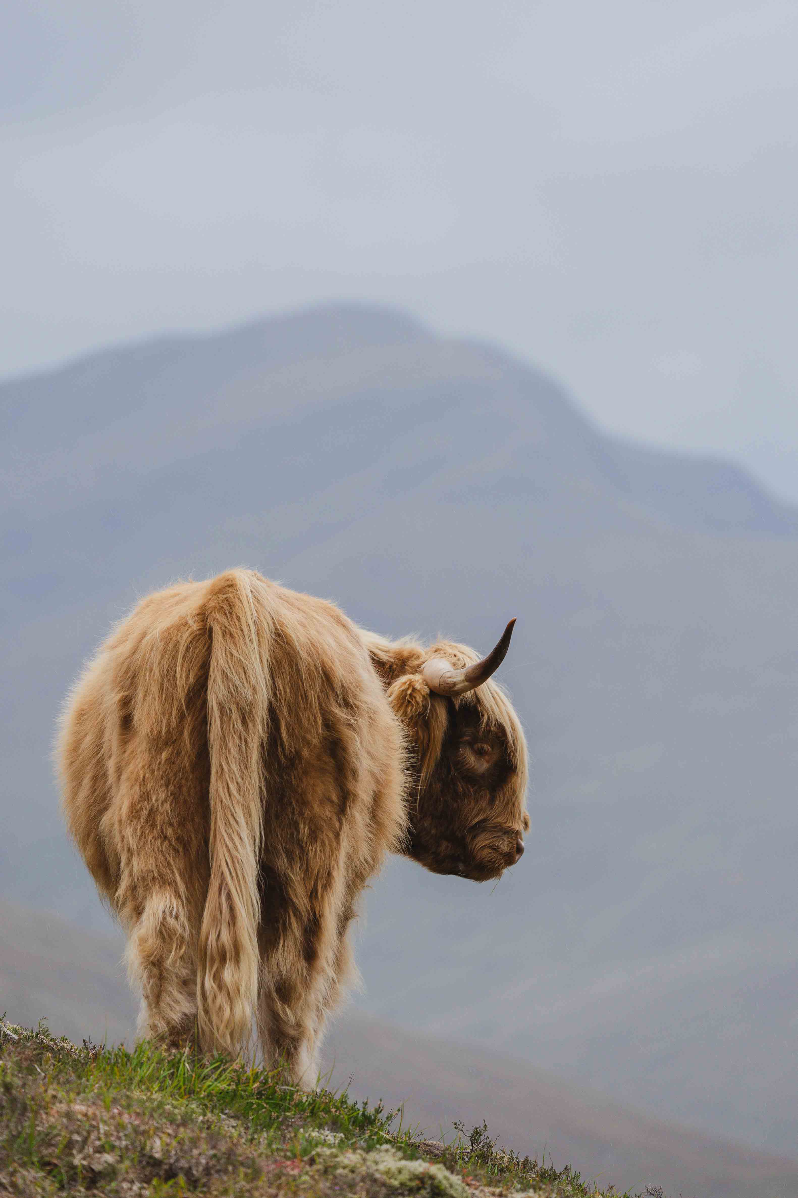Highland Cow, Misty Mountain