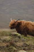Highland Cow in the Rain