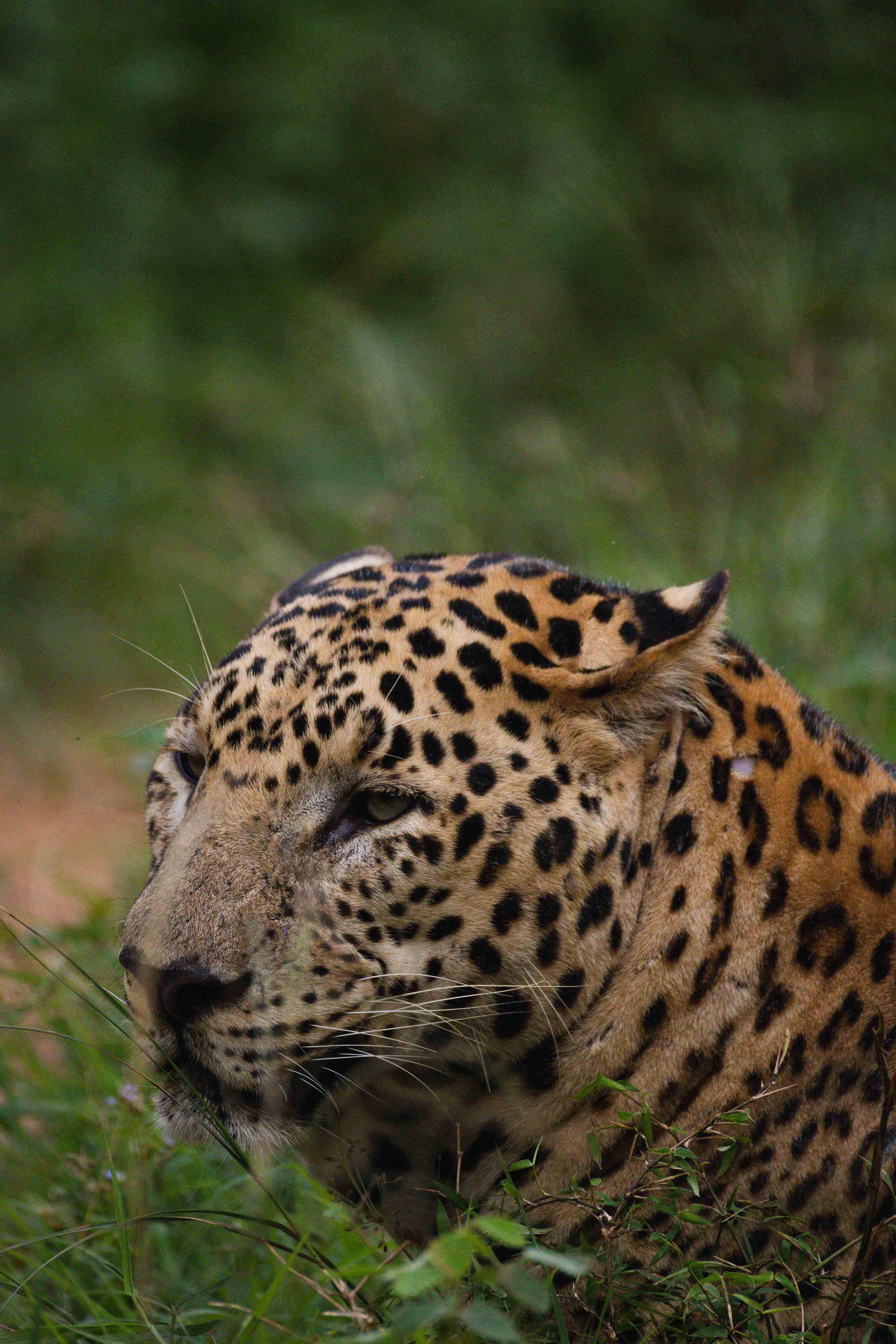 Leopard
