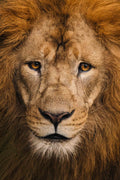 Lion Portrait