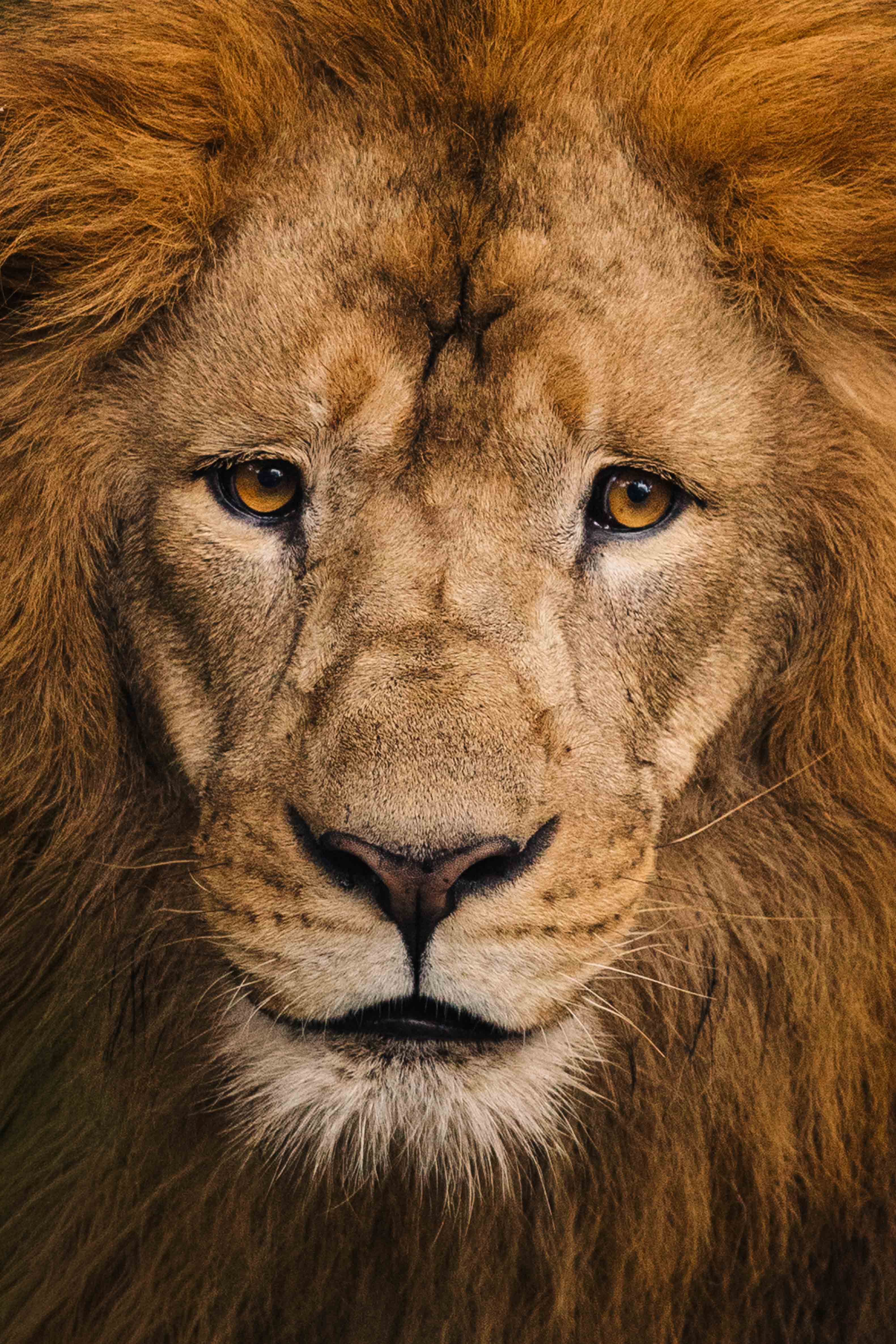 Lion Portrait
