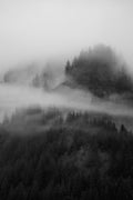 Misty Forest B&W II