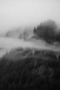 Misty Forest B&W III